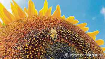 Sonnenblumenanbau im Kreis Soest trotz schwieriger Voraussetzungen denkbar - Der Patriot Lippstädter Zeitung