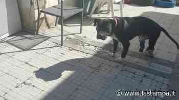 Ecco Marco (detto Etna), il cane vittima di combattimenti che cerca casa - La Stampa