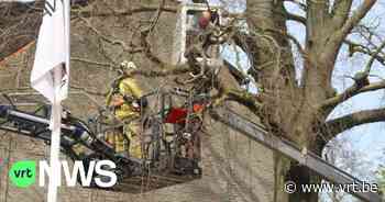 Hoogtewerker in Waregem wil kerstverlichting weghalen, maar moet bevrijd worden door brandweer - VRT NWS