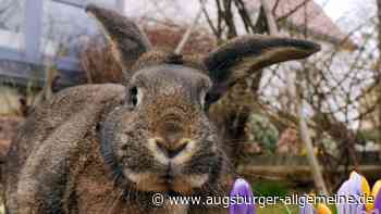 Augsburg: Basteln, Theater, Abenteuer: Was an Ostern in Augsburg geboten ist | Augsburger Allgemeine - Augsburger Allgemeine