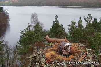 Osprey lays first egg of season at nature reserve - Barrhead News