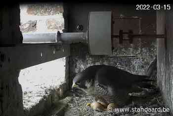 Brussel populaire locatie voor broedende slechtvalken (Brussel) - De Standaard