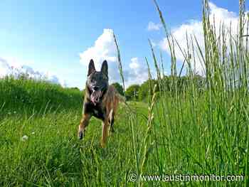 Off-leash dog group urges public action - Austin Monitor