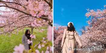 This Trail Of Pink Blooms Near Toronto Feels Like Wandering Through A European Garden - Narcity Canada