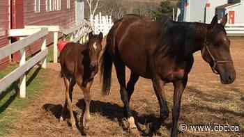 Yea or neigh? Horses trotting Confederation Trail for 2nd season to gain more public feedback - CBC.ca