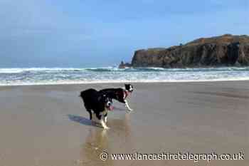 The UK’s most Instagrammable dog friendly beaches are revealed