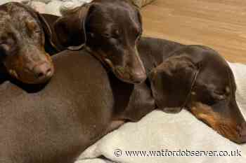 Donations pour in to help dog Milo with rare cancer