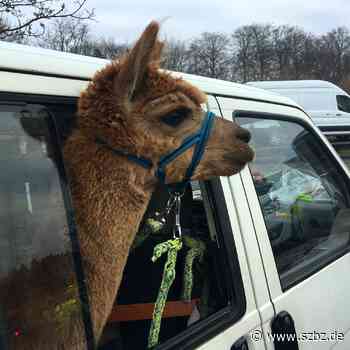 Sindelfingen: Die Polizei kontrolliert und ein Alpaka schaut zu - Sindelfinger Zeitung / Böblinger Zeitung