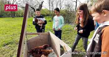 Tierische Begegnungen bei den Ferienspielen in Raunheim - Echo Online