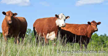 Cattle and grass form sustainable partnership