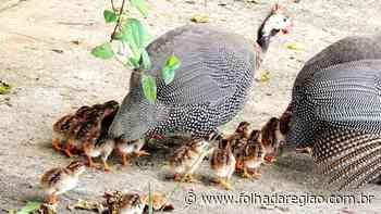 Birigui discute permissão para criação de galinha-d'angola - Folha da Região
