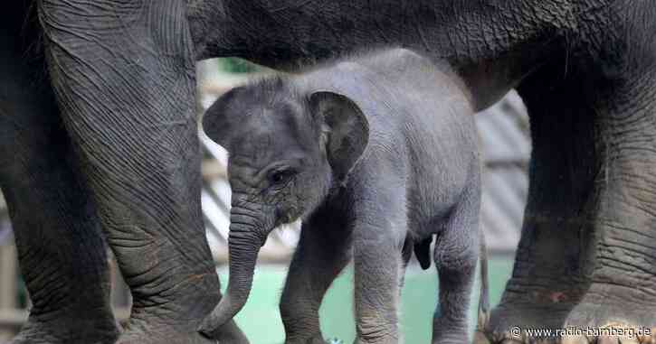 Elefantenbaby:  Erstmals Dickhäuter-Nachwuchs im Bali Zoo