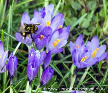 East Lancashire's Easter weekend pollen forecast