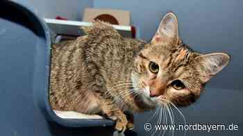 Psychologin aus Erlangen blickt auf den Tag des Haustiers - Nordbayern.de