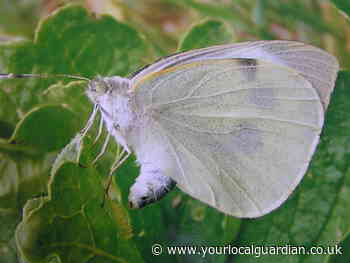 Nature Notes: Butterflies have much to contend with