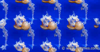 Ambient Music Isn’t a Backdrop. It’s an Invitation to Suspend Time.