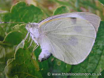 Nature Notes: Butterflies have much to contend with