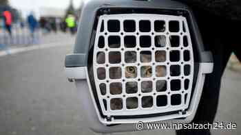 Nach illegalem Tiertransport in Mettenheim: Drei Kätzchen und ein Hund gerettet