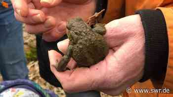 Roggenburg-Ingstetten: Kinder retten Kröten im Kreis Neu-Ulm - SWR Aktuell