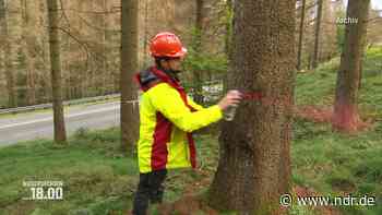 IG-Bau fordert mehr Personal für die Forstwirtschaft - NDR.de