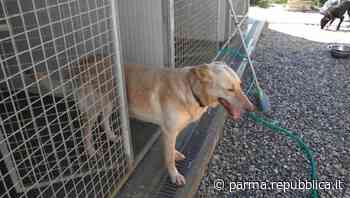 Canile di Parma, Roberti: "Dal Comune annunci con due anni di ritardo. Chiamale se vuoi elezioni" - La Repubblica