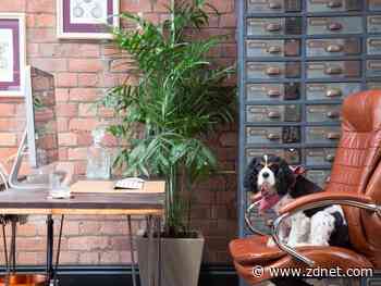 'Come for the free lunch': How one company is rethinking its office for remote workers