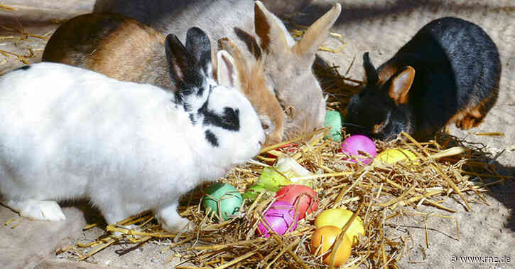 Von Oster-Eseln und Oster-Hasen:  An den Feiertagen den Zoo Heidelberg besuchen