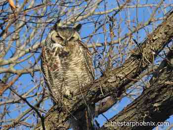 Enjoy the Easter break: Five things to do this weekend in Saskatoon