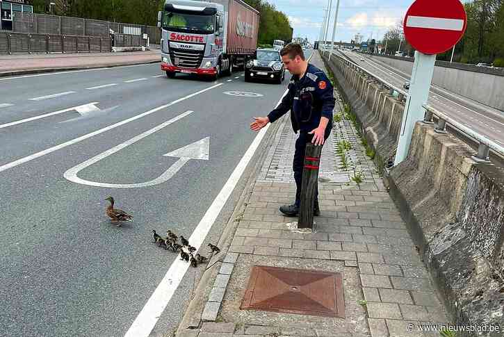 De brandweer houdt ook van dieren: brandweerman houdt verkeer tegen om eendjes Boomsesteenweg te laten oversteken