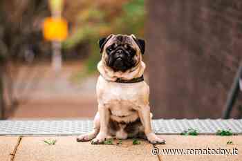 Carlino: tutto quello che bisogna sapere per conoscere questa particolare razza di cane