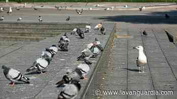 Campaña para que la gente no dé de comer a las palomas - La Vanguardia