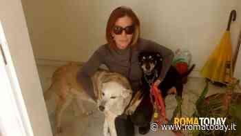 Aggredita da un branco di cinghiali: "Hanno quasi ucciso il mio cane"