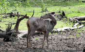 Rains in Bandipur, Nagarahole abate forest fire threat - The Hindu