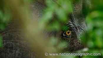 How a warming climate threatens Africa's endangered forest elephants - National Geographic