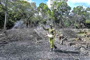 Africa's forest cover drops despite greater efforts to save trees - The East African