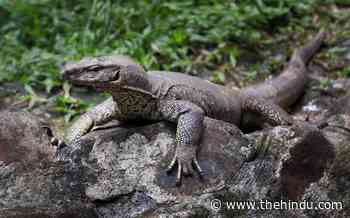 Bengal monitor lizard allegedly gang-raped in Maharashtra forest; four held - The Hindu