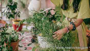 Welcome to Scorched Forest, a Retirement Community for Millennials - The New Yorker