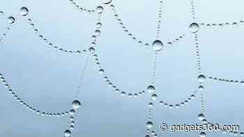 Apple's Shot on iPhone Macro Challenge Winners Include Photo From Kolhapur Man