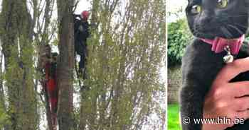 Brandweer redt kat die twee dagen lang 15 meter hoog in boom zat - Het Laatste Nieuws