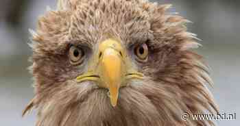 Dakloze zeearenden zwerven rond bij Slot Loevestein nadat storm Eunice hun boom omverblies - BD.nl