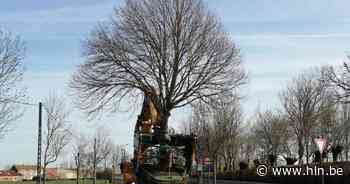 Kijk, daar rijdt een boom voorbij! | De Haan | hln.be - Het Laatste Nieuws