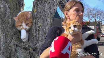 Kat Sjaak zit hele nacht vast in boom: "Hij zit helemaal te bibberen" - AT5