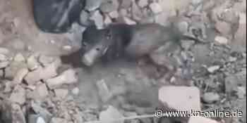 Bewegende Szenen: Ukrainer retten Hundewelpen nach Bombenangriff aus Trümmern