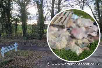 Hill Farm farmer in Radlett horrified to find  101 dead lambs
