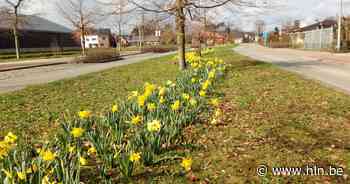 3.000 bloembollen die in najaar geplant werden, zorgen voor lentesfeer in Zemst - Het Laatste Nieuws