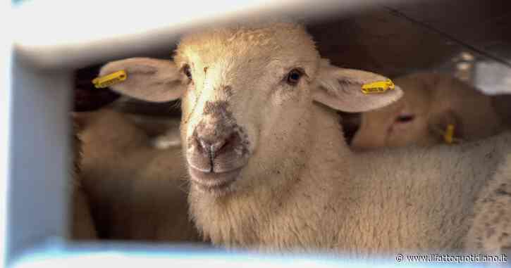 Il viaggio infernale degli agnelli per la Pasqua: in camion anche per 30 ore per raggiungere i macelli