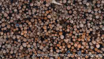 Holzeinschlag 2021 so groß wie seit 30 Jahren nicht - doch Verband der Möbelindustrie zeigt sich nicht zufrieden