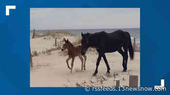 Corolla Wild Horse Fund welcomes new baby colt to the Outer Banks