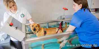 Bombardierte Löwen, verschüttete Hunde: berührende Schicksale von Tieren aus der Ukraine