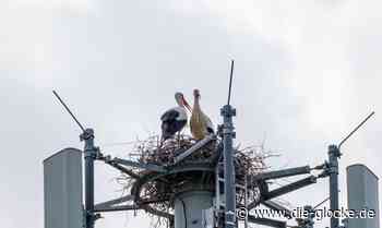 Störche nutzen Funkmast in Verl als Nistplatz - Die Glocke